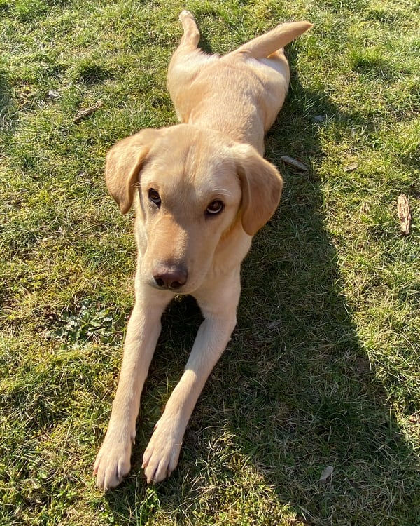 Nala