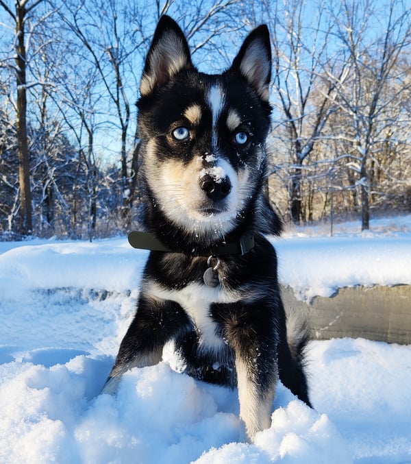 Levi