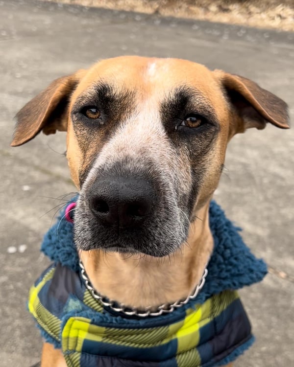 Kona