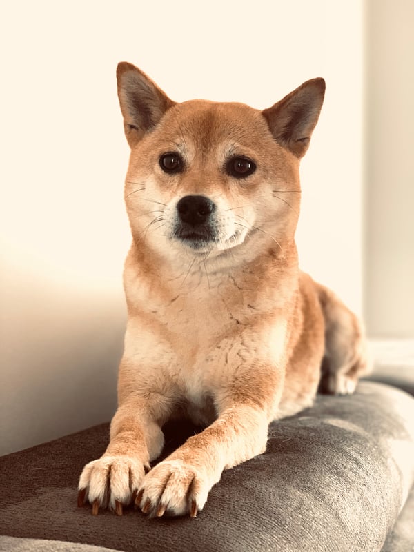 Hachi
