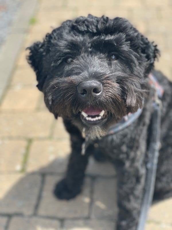 Milo