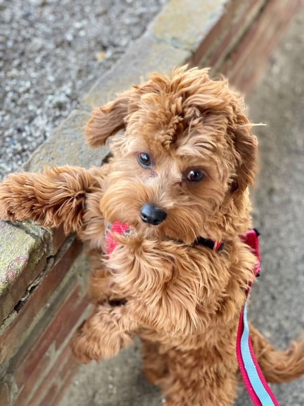 roscoe