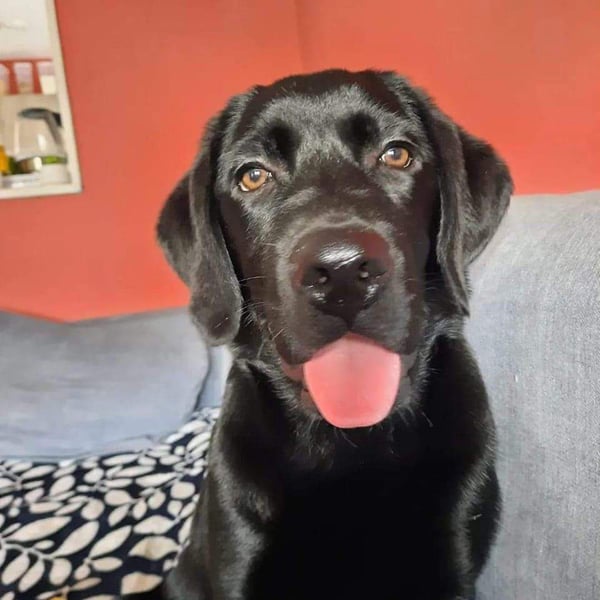 Mowgli
