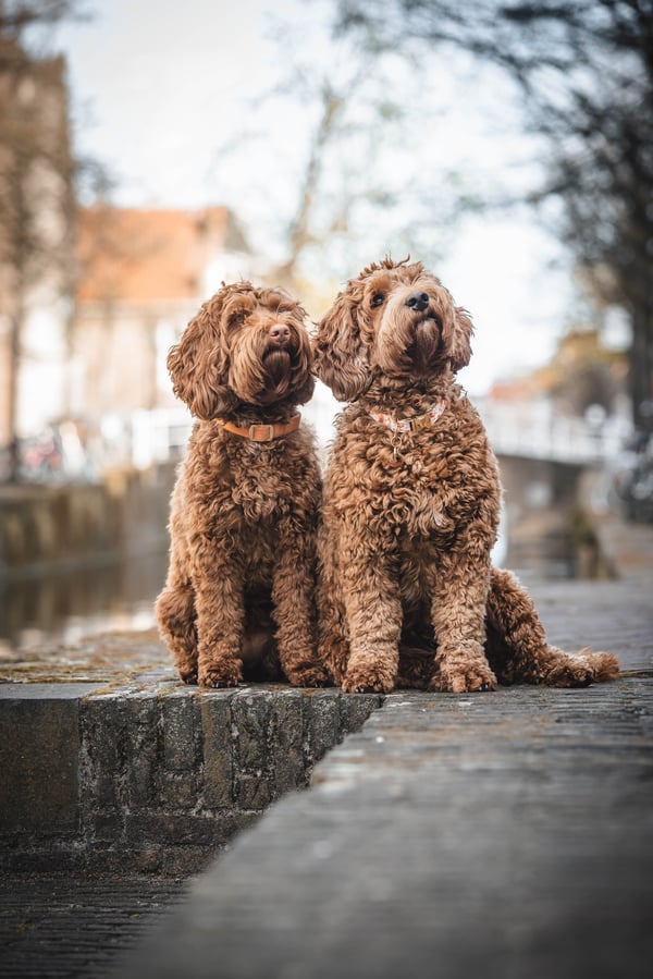 Sammie en Mikkie