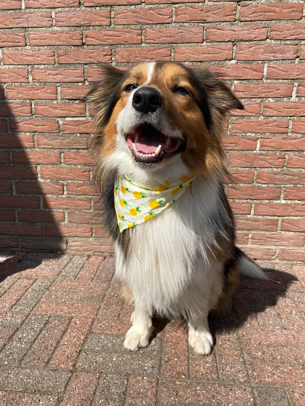 Mylo