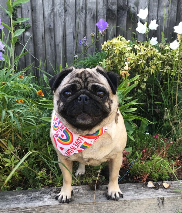 Lulu