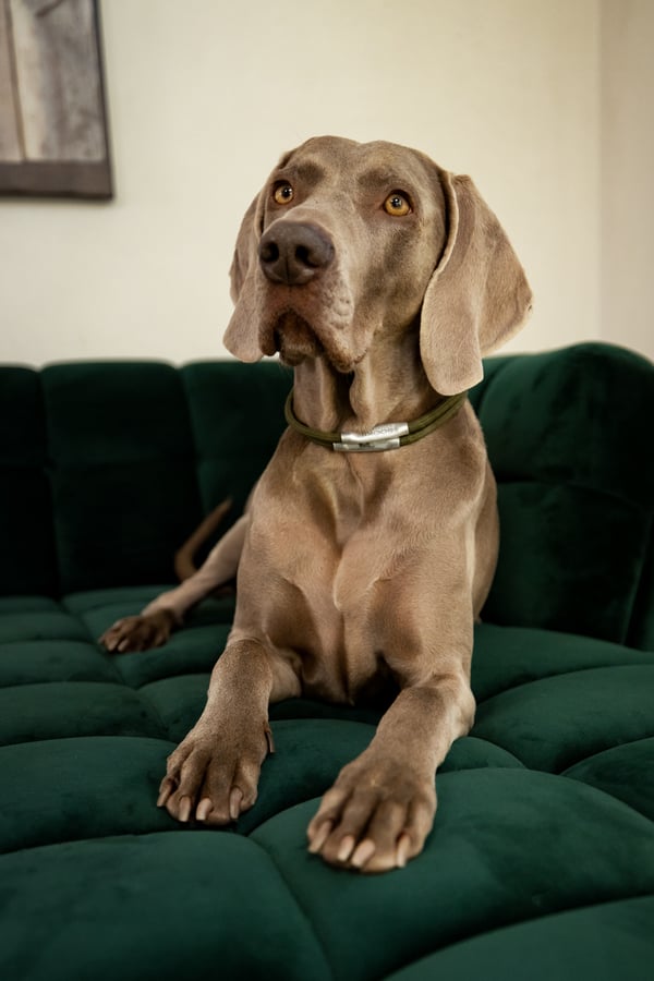 Piper