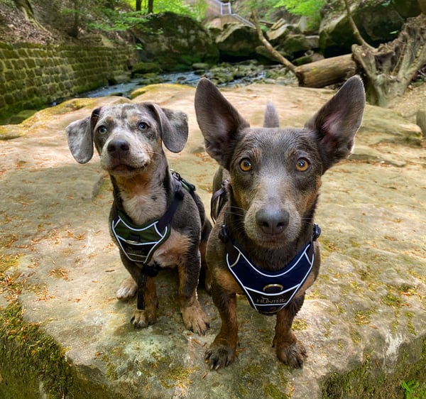 Odie en milo