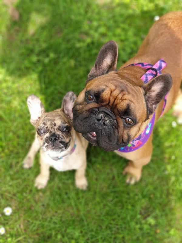 Tyson and Odin
