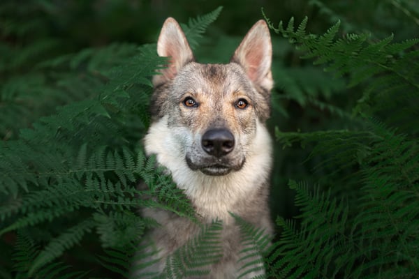 Fenrir