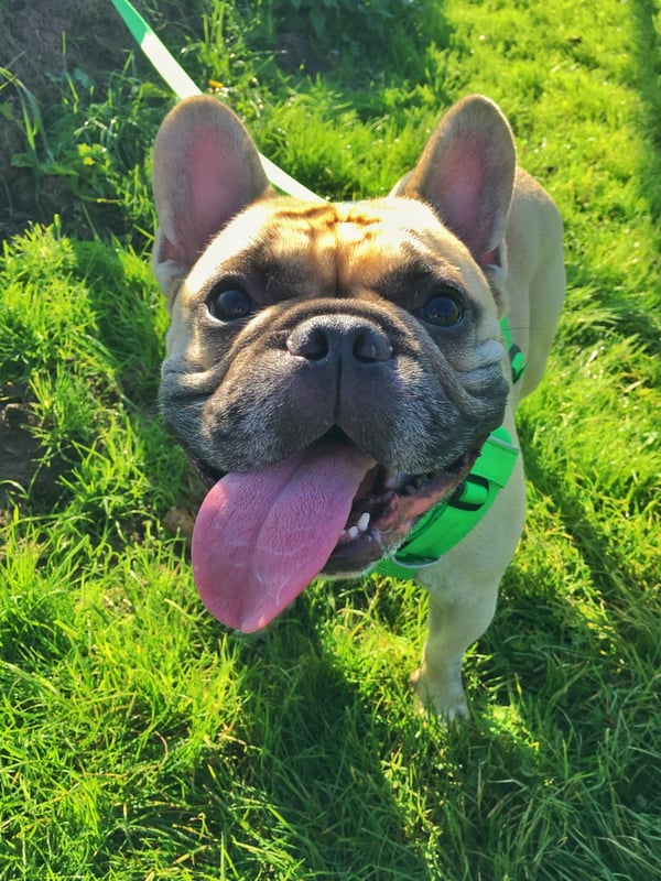Nacho