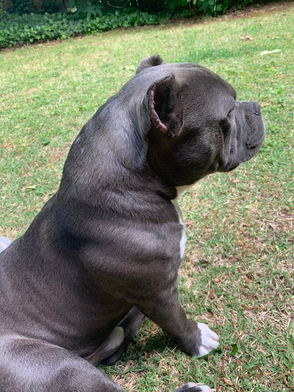 Capone