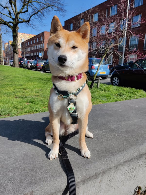 Koji