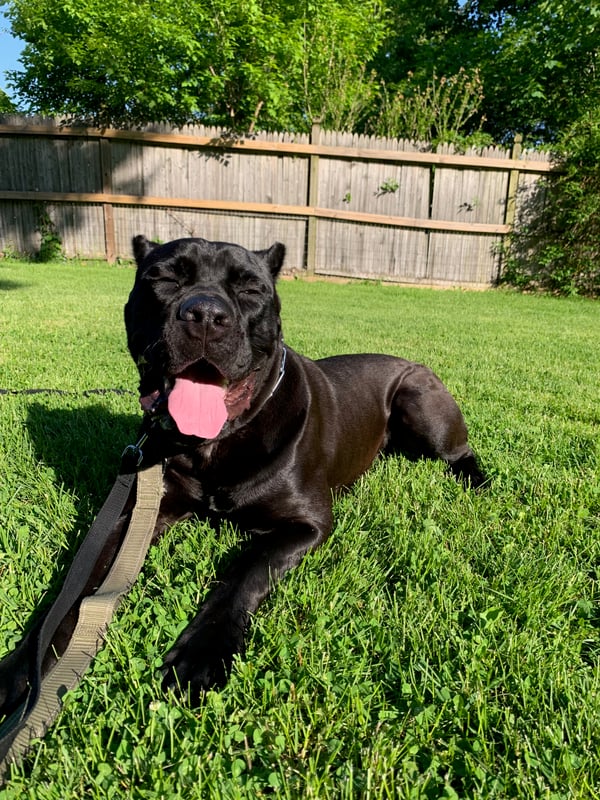 Duke