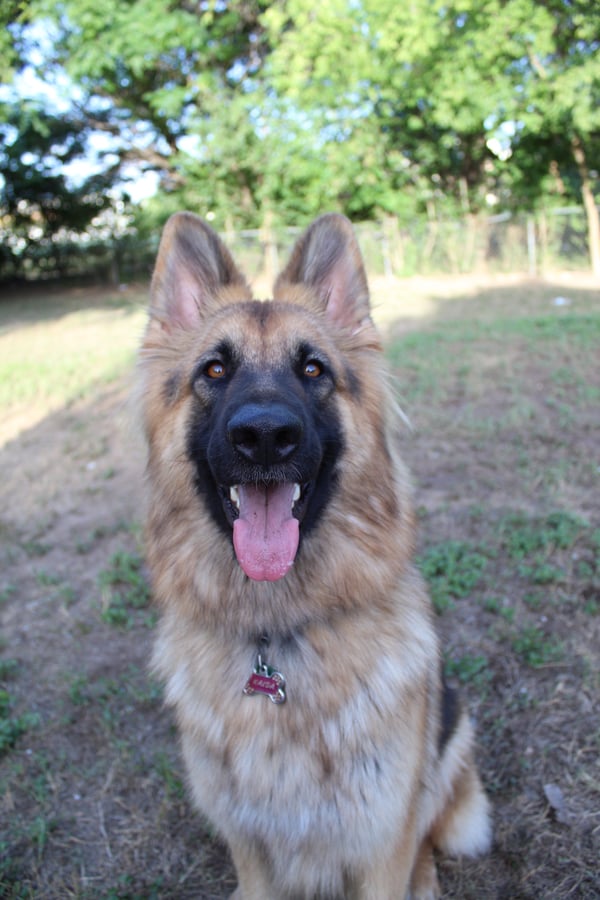 Kaida