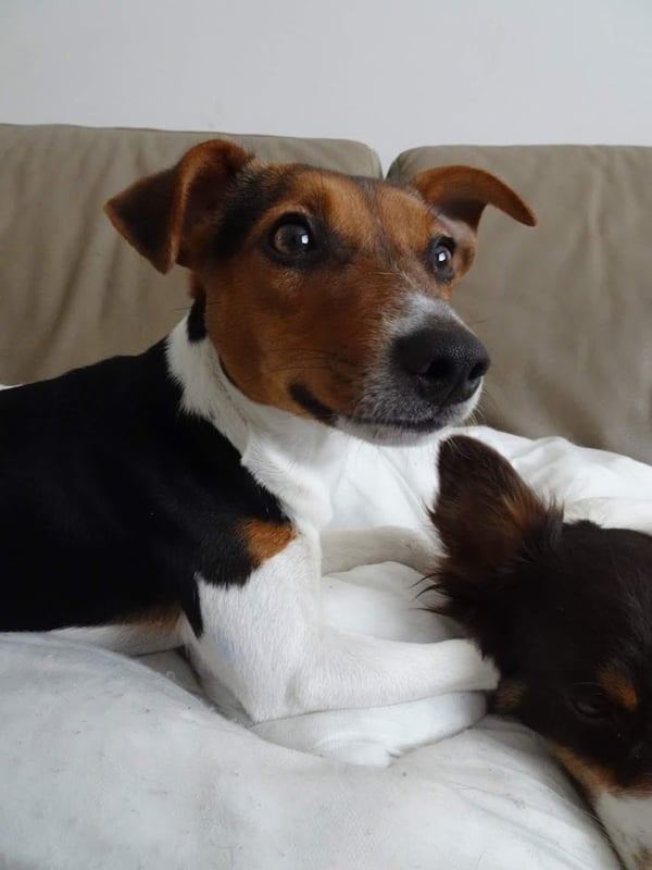 lulu