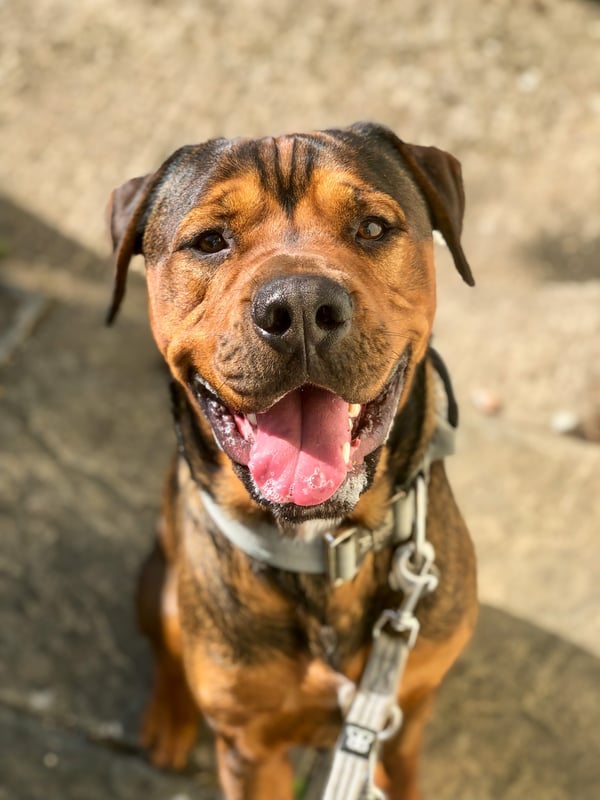 Tyson