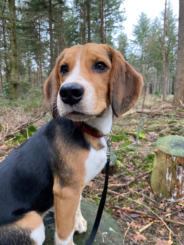 Charlie