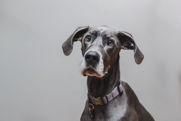 Zoey
