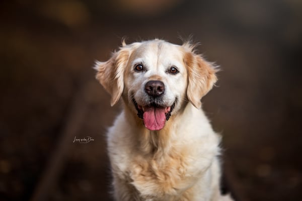 Evy