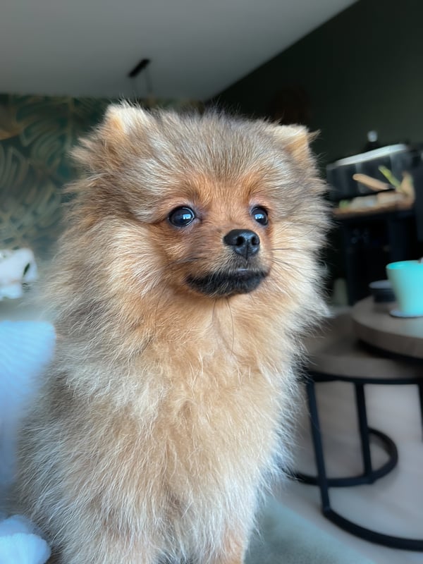 LoLa