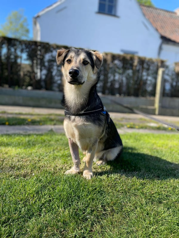 Beau