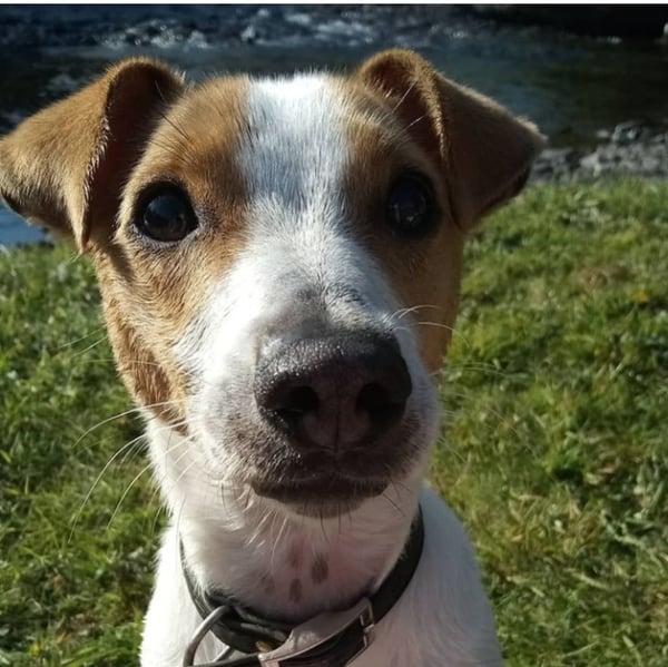 Milo