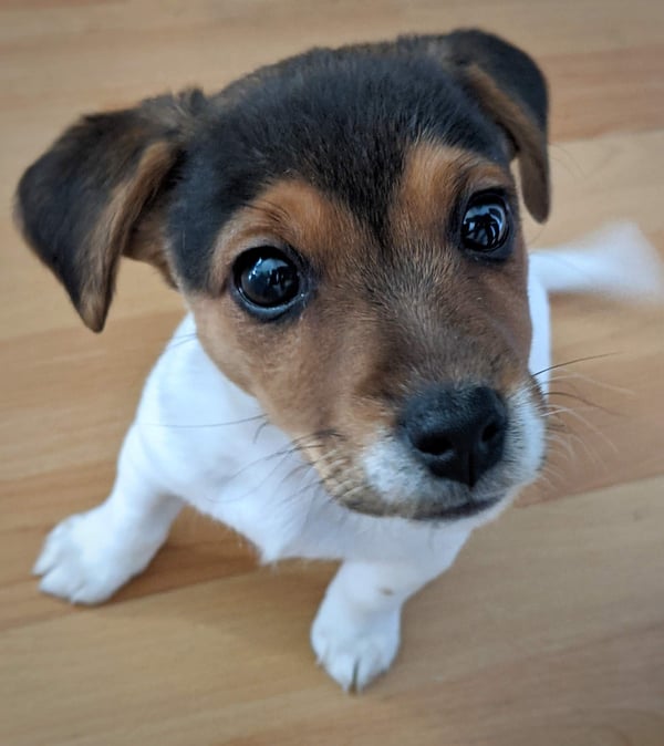 Pablo
