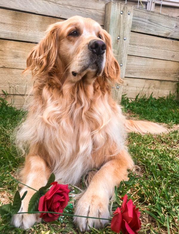 Cooper
