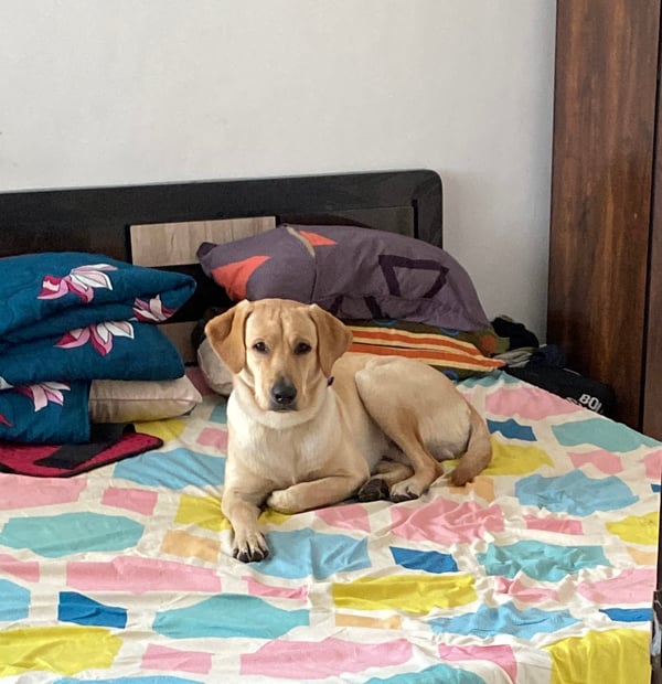 Simba