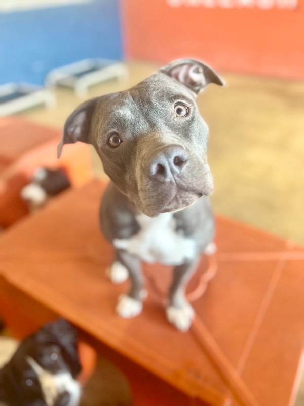 Sheba