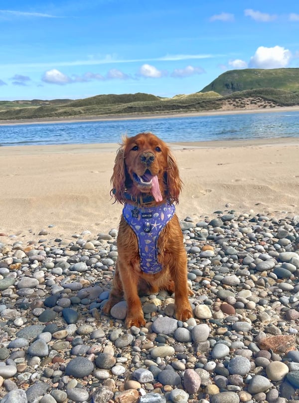 Arlo