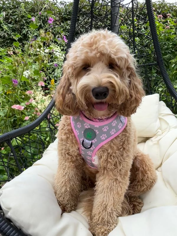 Dolly