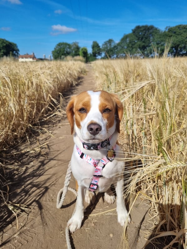 Pippa