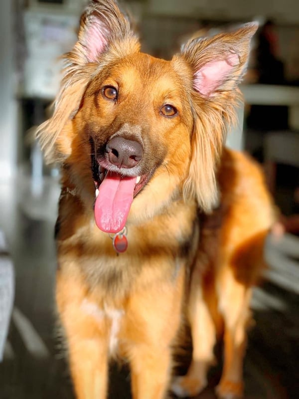 Winston