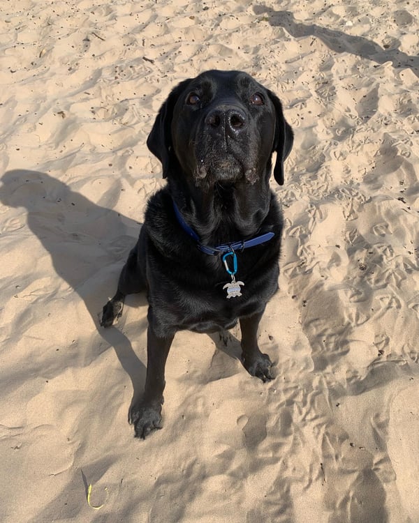 Alfie