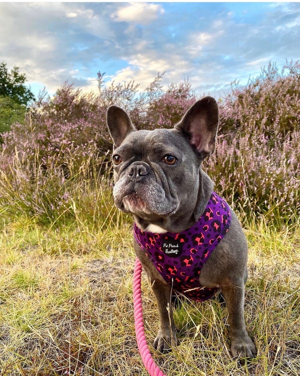Lola