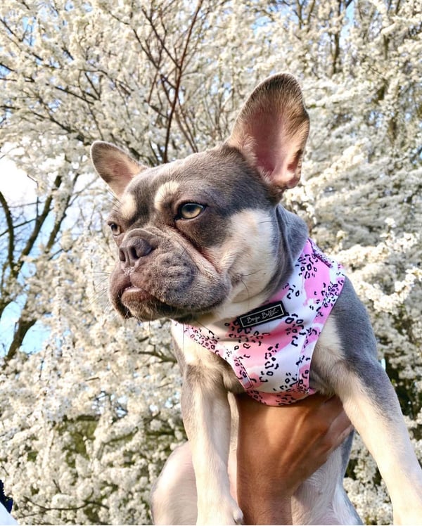 Lexi