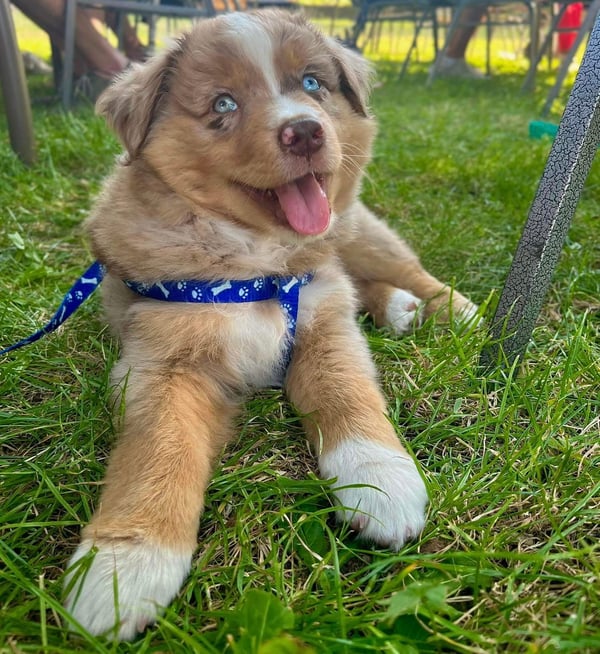 Balou