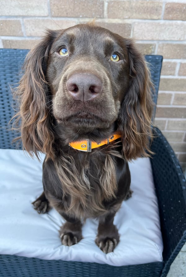 Otis