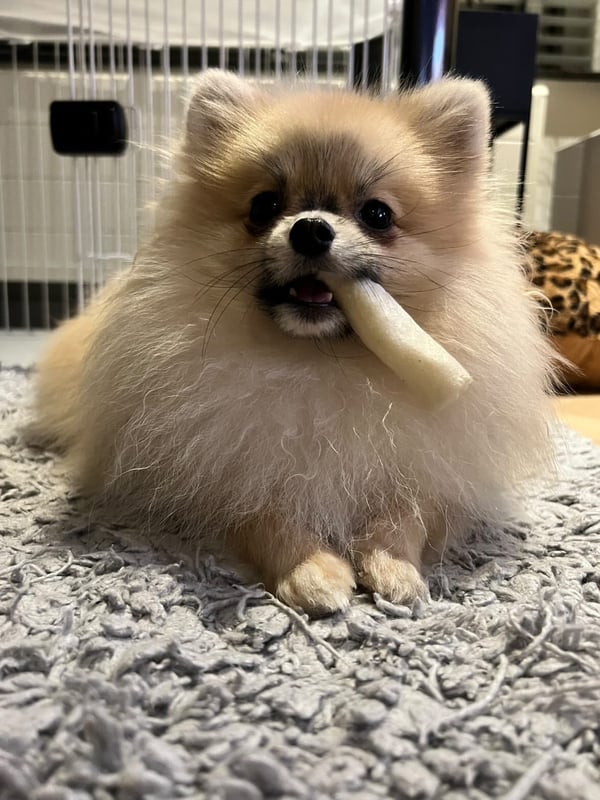 Bobbi