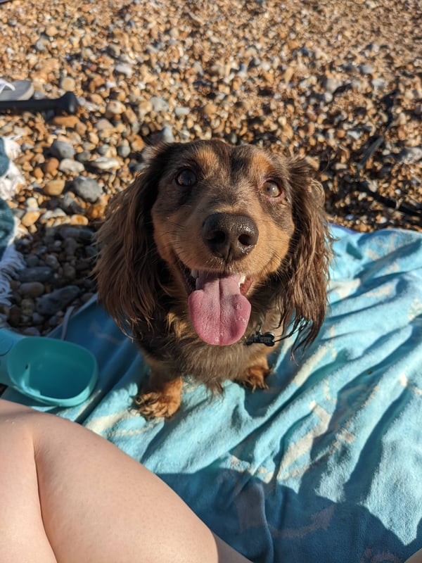 Mr Biscuit