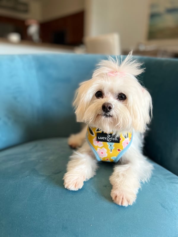 Lulu