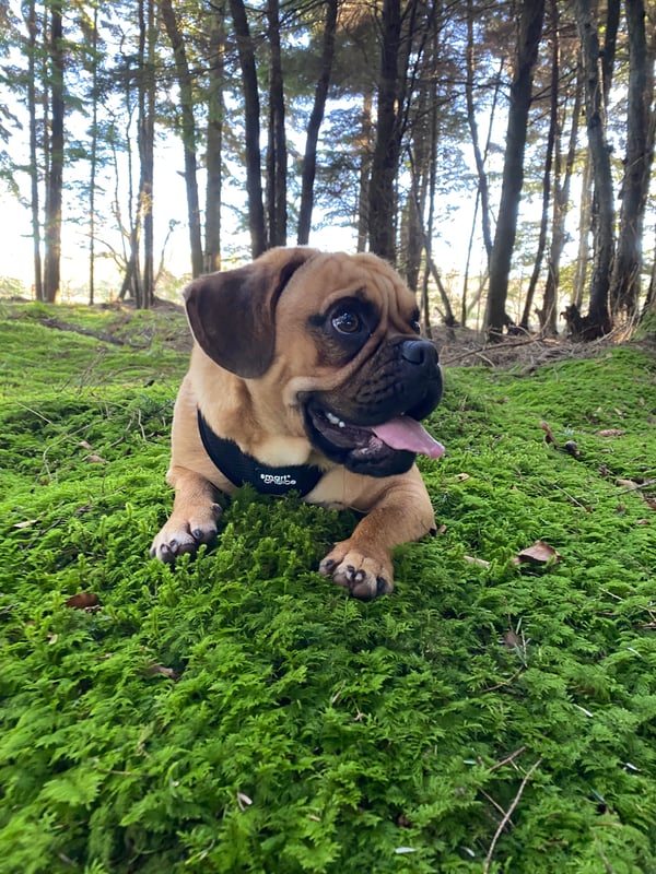 Axel