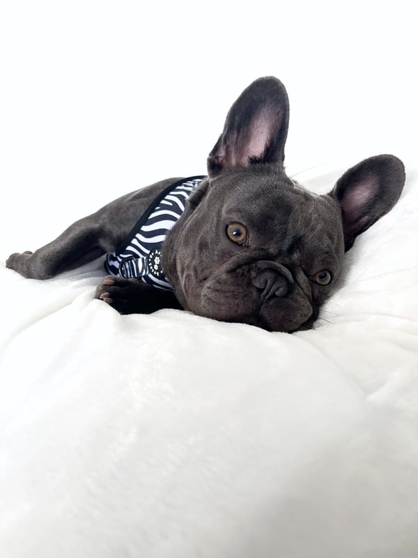 Buddy Blue