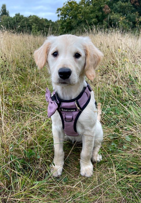 Nala