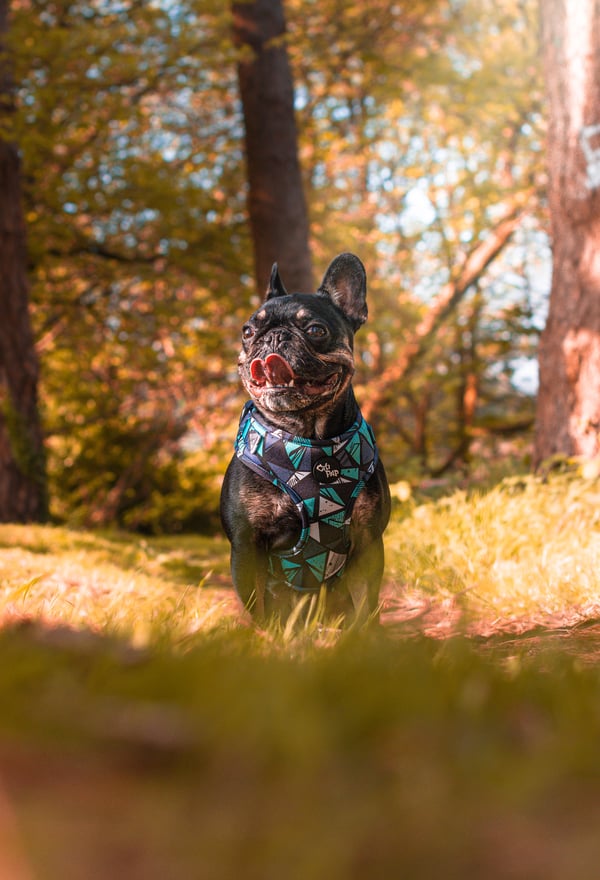 Hugo