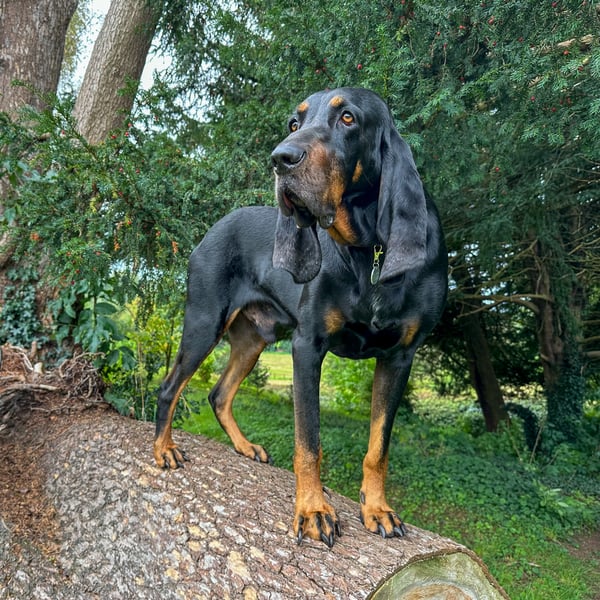 Odin