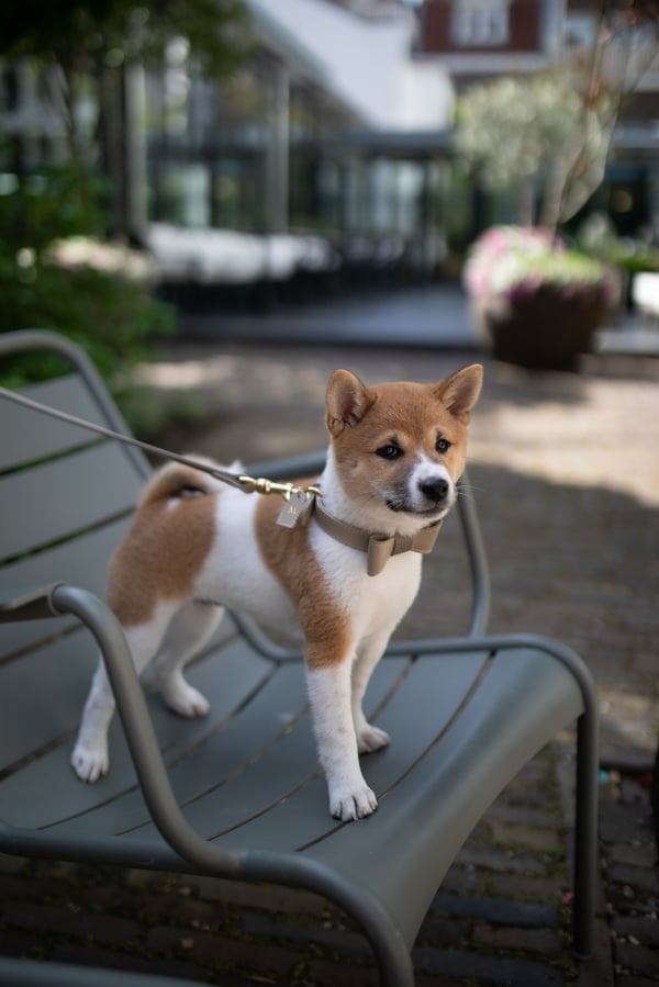Mochi