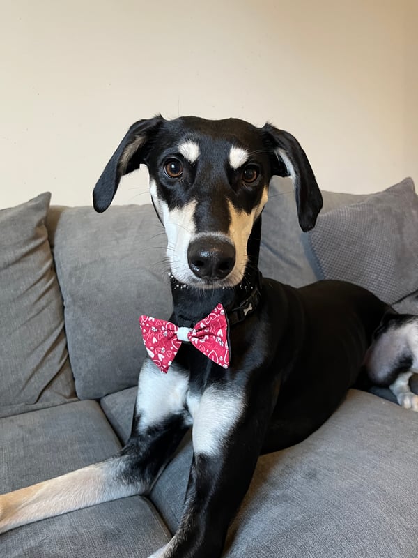 Milo